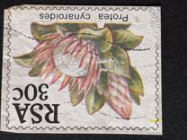 [Flora - Protea Plants, type PK]