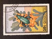 [Beetles, type XS]