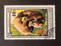 [Bears, loại ZEN]