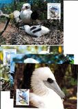 [Birds- Abbott's Booby, typ KA]