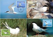 [Endangered Animals - Roseate Tern, loại MC]