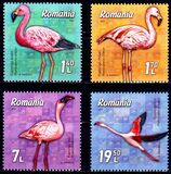[Birds - Flamingos, type LJR]