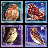[Birds - Little Owls, 類型 LDG]