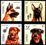 [Intelligent Dogs, Tipo KBE]