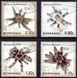[Tarantulas, typ JER]