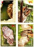 [Birds of Prey - Owls, տեսակ JQM]