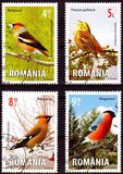 [Fauna- Birds, type JYI]