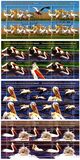 [Protected Wildlife in Romanian Reserves - Pelicans, タイプ JZA]