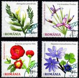 [Flowers of Bucharest Botanical Garden, type JZS]