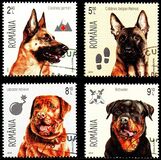 [Intelligent Dogs, Tipo KBE]