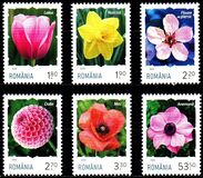 [Flowers, tip KZN]