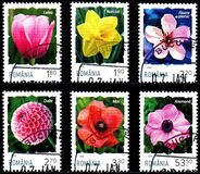 [Flowers, tip KZN]