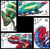 [Fauna - Chameleons, type LEE]