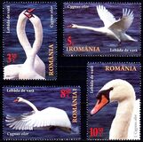 [The Danube Delta - Swans, type LDQ]