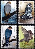 [Birds - Falcons, type LGL]