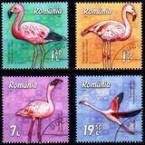 [Birds - Flamingos, type LJR]