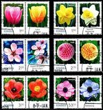 [Flowers, tip KZN]