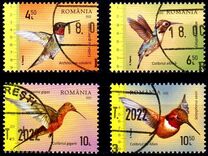 [Hummingbirds, tegund LPP]