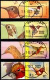 [Hummingbirds, tegund LPP]