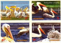 [Protected Wildlife in Romanian Reserves - Pelicans, タイプ JZA]