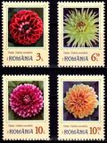 [Garden Flowers - Dahlias, タイプ LRA]