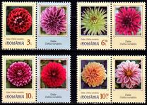 [Garden Flowers - Dahlias, タイプ LRA]