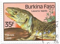 [Reptiles and Amphibians, tegund AJ]