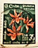 [Local Motifs, tip CO]