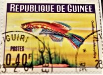 [Guinea Fish, type BT1]