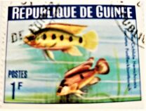 [Guinea Fish, type BU]