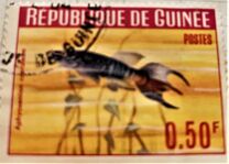 [Guinea Fish, type BT]