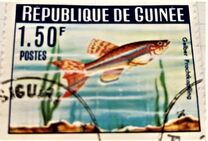 [Guinea Fish, type BV]