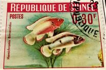 [Guinea Fish, type BR]