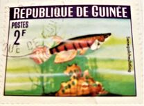 [Guinea Fish, type BW]