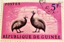 [Birds - Guineafowl, 类型 AE]