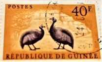 [Birds - Guineafowl, 类型 AE3]