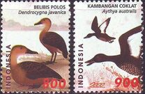 [Birds - Ducks, Tip BYJ]