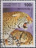 [Big Cats and their Young, Tipi RE]