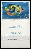 [Red Sea Fish, Tip IN]