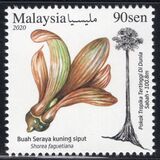 [World's Tallest Tree - The Yellow Meranti, type DPV]