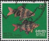 [Fish, տեսակ G]