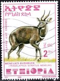 [Menelik´s Bushbuck, type AZF19]