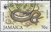 [WWF - Jamaican Boas, Вид VA]