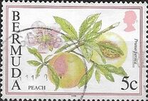 [Flowering Fruits, type TK]