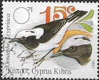 [Birds - Cyprus Wheatear, Typ WH]