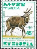 [Menelik´s Bushbuck, type AZF8]