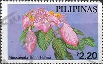 [Cultivated Mussaendas, type AOM]