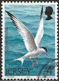 [Seabirds, тып CQ]