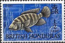 [Wildlife - Fish, tegund DT]