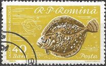 [Fish, Вид BTR]
